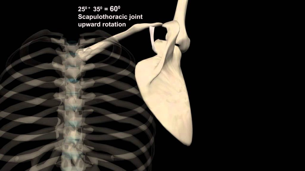 肩の柔軟性を高めたいならば肩周辺の骨格の理解をしよう